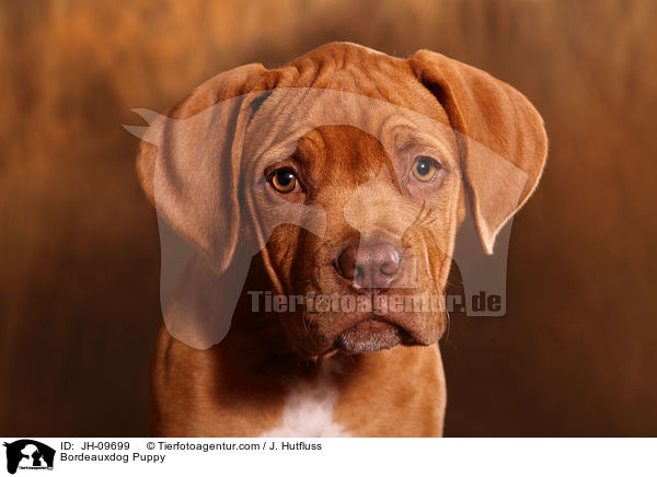 Bordeauxdog Puppy / JH-09699