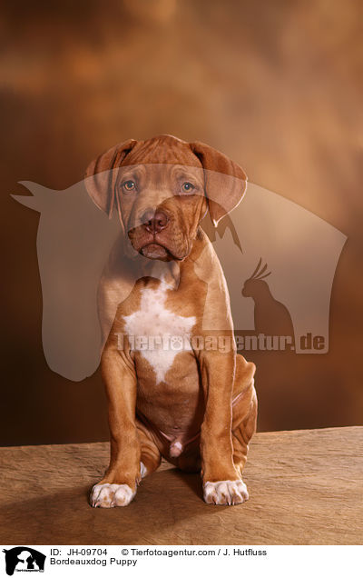 Bordeauxdog Puppy / JH-09704