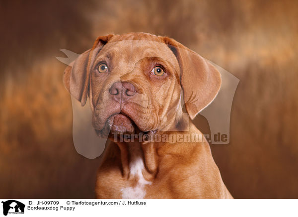 Bordeauxdog Puppy / JH-09709