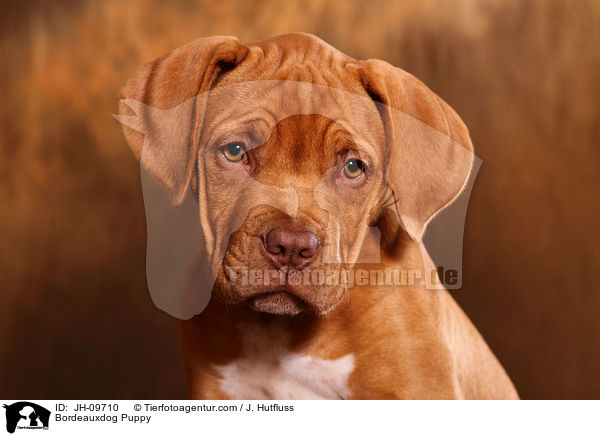Bordeauxdog Puppy / JH-09710