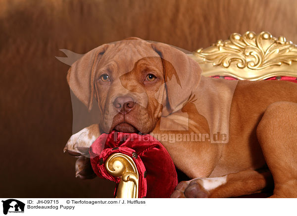 Bordeauxdog Puppy / JH-09715