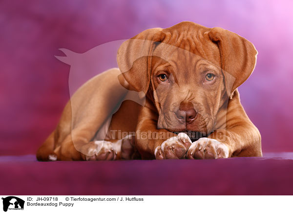 Bordeauxdog Puppy / JH-09718