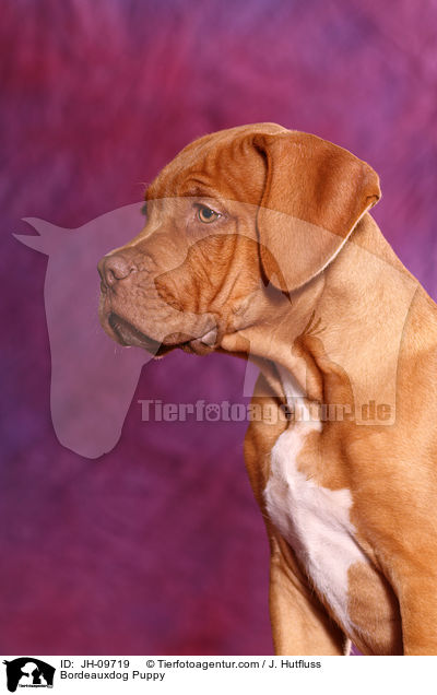 Bordeauxdog Puppy / JH-09719