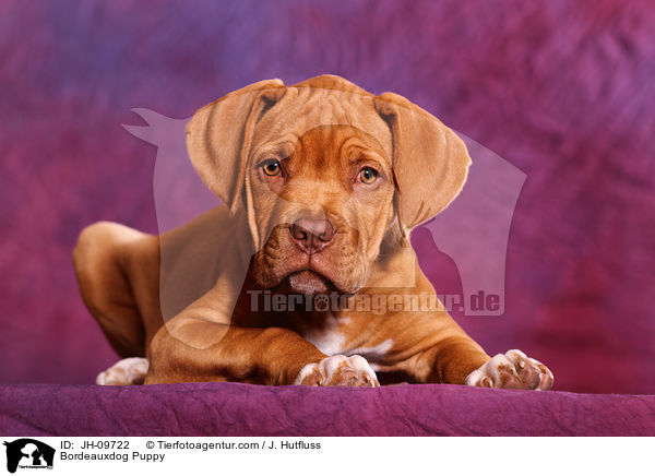 Bordeauxdog Puppy / JH-09722