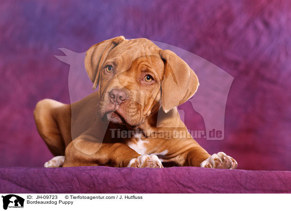 Bordeauxdog Puppy / JH-09723