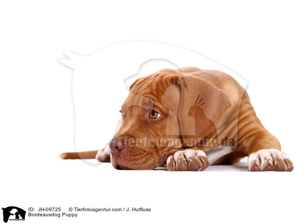 Bordeauxdog Puppy / JH-09725