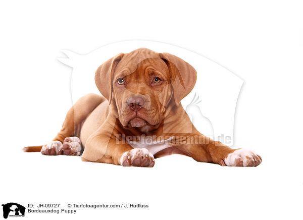 Bordeauxdog Puppy / JH-09727
