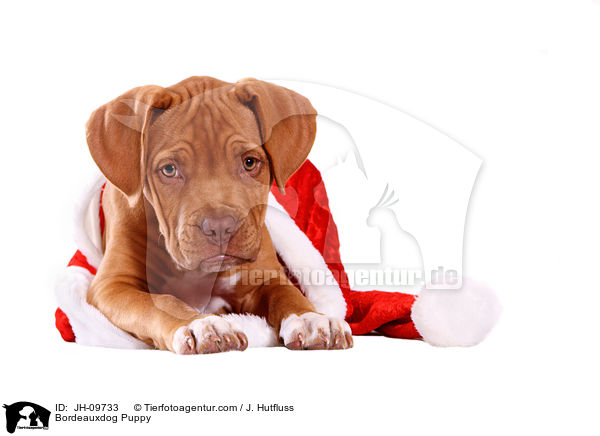 Bordeauxdog Puppy / JH-09733