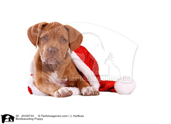 Bordeauxdog Puppy / JH-09734