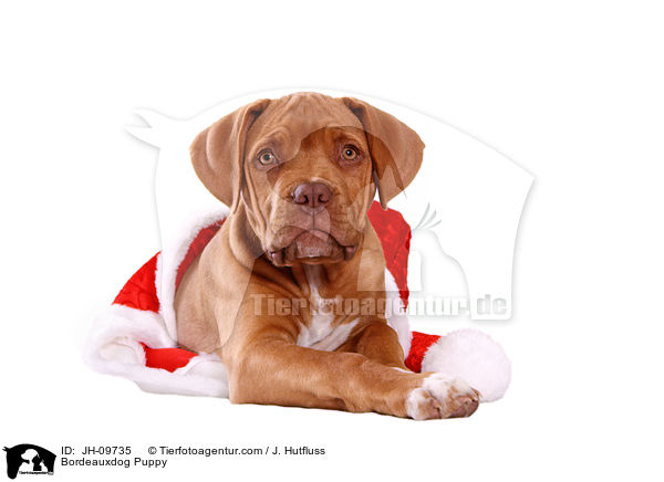 Bordeauxdog Puppy / JH-09735
