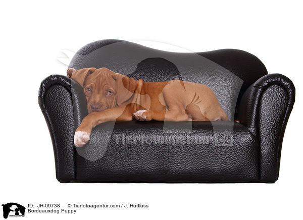 Bordeauxdog Puppy / JH-09738