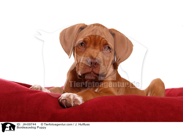 Bordeauxdog Puppy / JH-09744