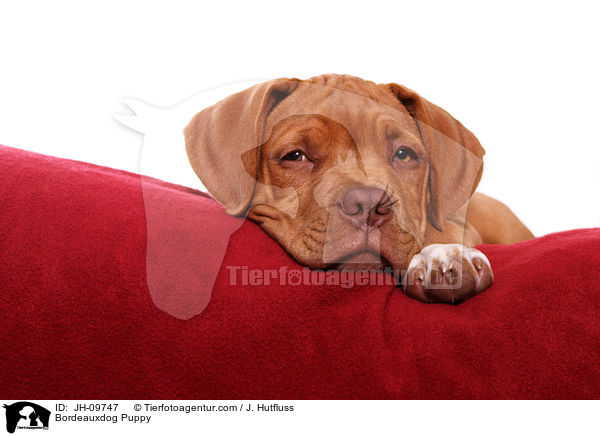 Bordeauxdog Puppy / JH-09747