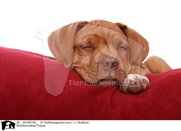 Bordeauxdog Puppy / JH-09748