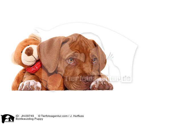 Bordeauxdog Puppy / JH-09749