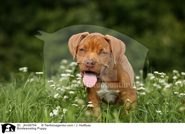 Bordeauxdog Puppy / JH-09754