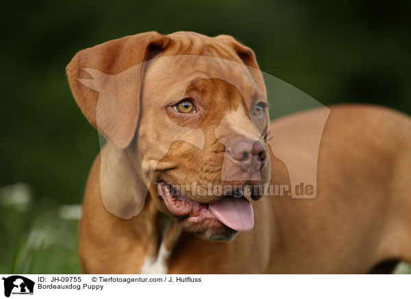 Bordeauxdog Puppy / JH-09755