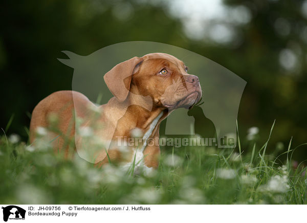 Bordeauxdog Puppy / JH-09756