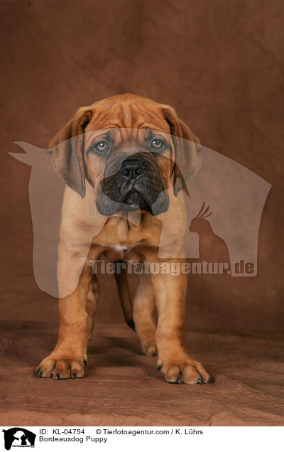 Bordeauxdog Puppy / KL-04754