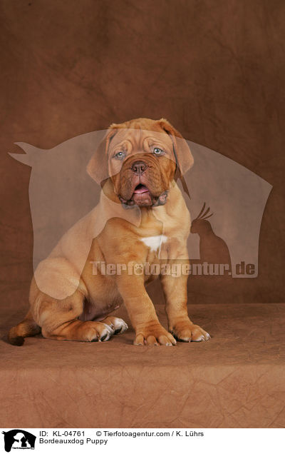 Bordeauxdog Puppy / KL-04761