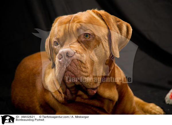 Bordeauxdog Portrait / AM-02821