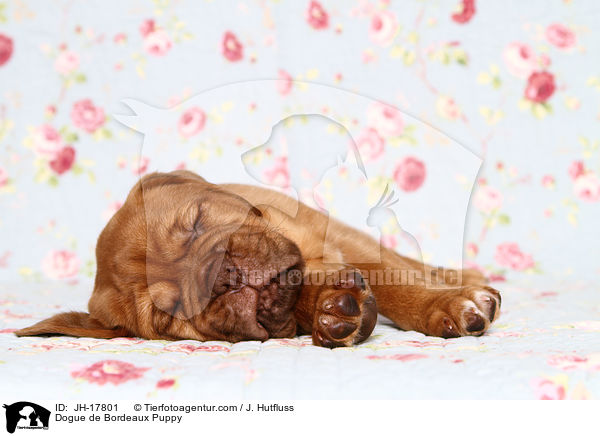Dogue de Bordeaux Puppy / JH-17801