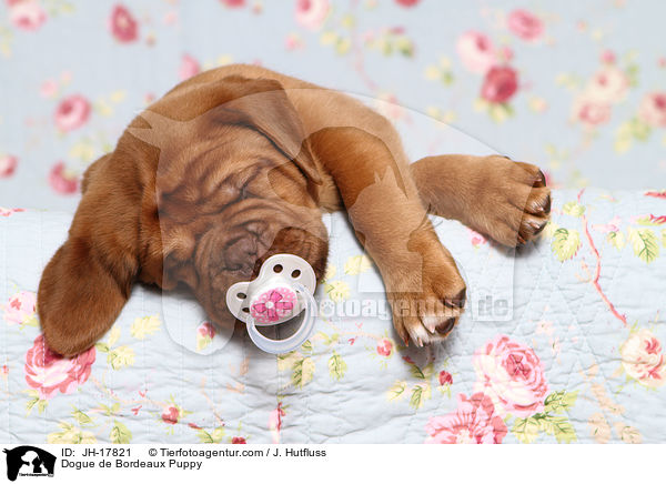 Dogue de Bordeaux Puppy / JH-17821