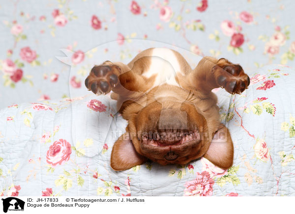Dogue de Bordeaux Puppy / JH-17833