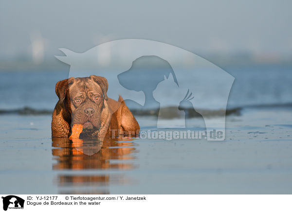 Dogue de Bordeaux in the water / YJ-12177