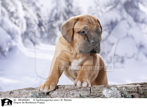Dogue de Bordeaux Puppy / RR-86993