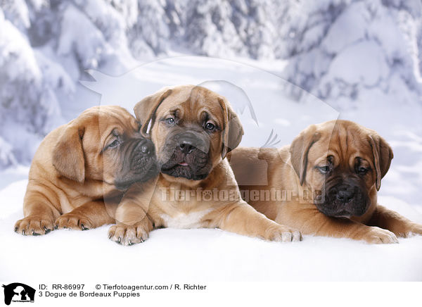 3 Dogue de Bordeaux Puppies / RR-86997