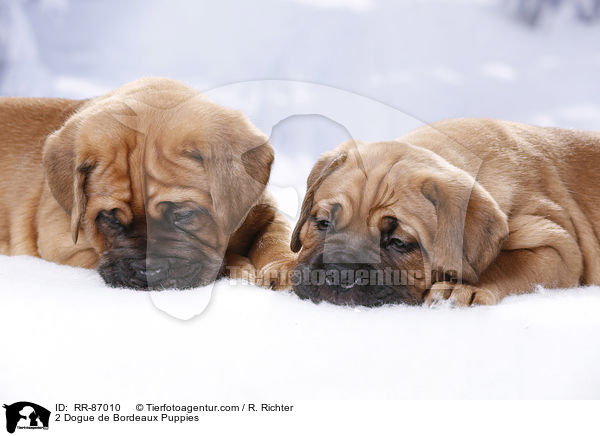 2 Dogue de Bordeaux Puppies / RR-87010