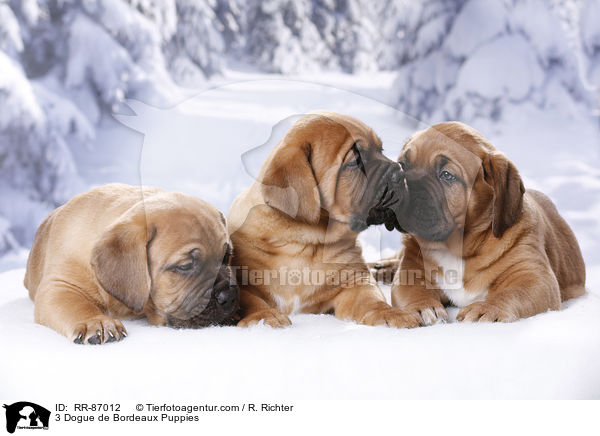 3 Dogue de Bordeaux Puppies / RR-87012