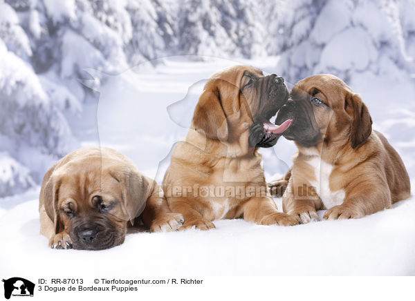 3 Dogue de Bordeaux Puppies / RR-87013