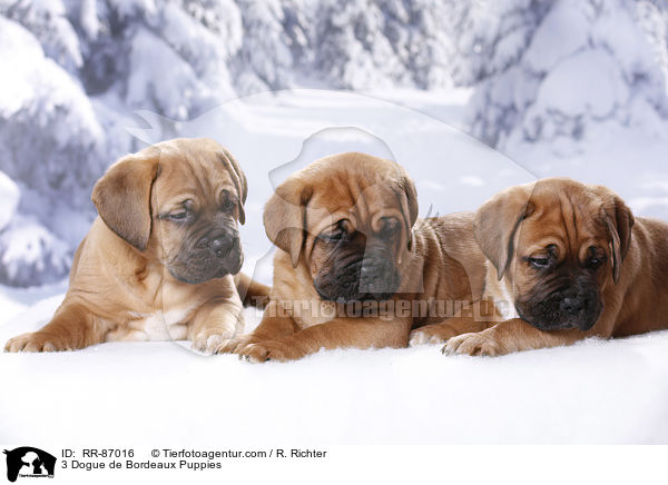 3 Dogue de Bordeaux Puppies / RR-87016