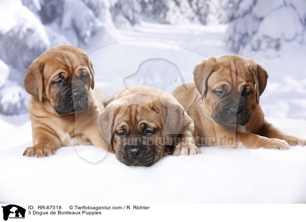 3 Dogue de Bordeaux Puppies / RR-87018