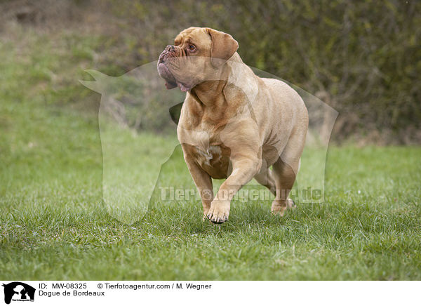 Dogue de Bordeaux / MW-08325