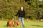woman with Bordeaux dogs