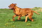 running Bordeauxdog