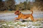 running Dogue de Bordeaux