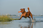 Dogue de Bordeaux in the water