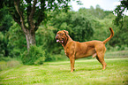 Dogue de Bordeaux