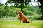 sitting Dogue de Bordeaux