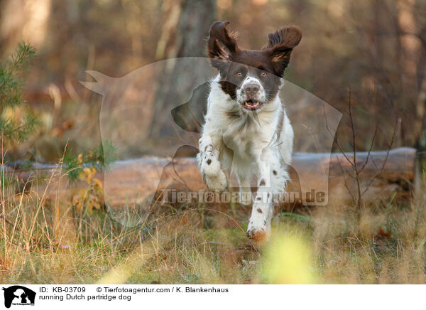 running Dutch partridge dog / KB-03709