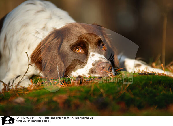 lying Dutch partridge dog / KB-03711