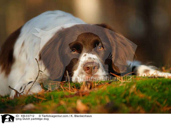 lying Dutch partridge dog / KB-03712