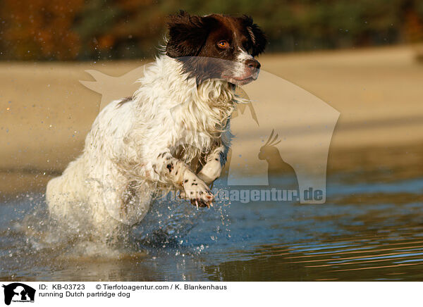running Dutch partridge dog / KB-03723