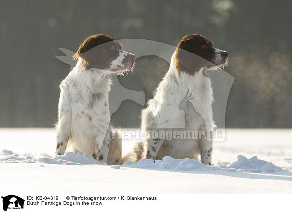 Dutch Partridge Dogs in the snow / KB-04319