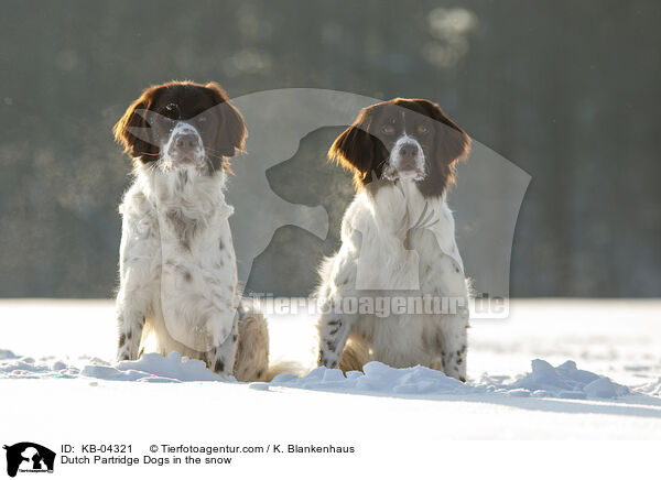 Dutch Partridge Dogs in the snow / KB-04321