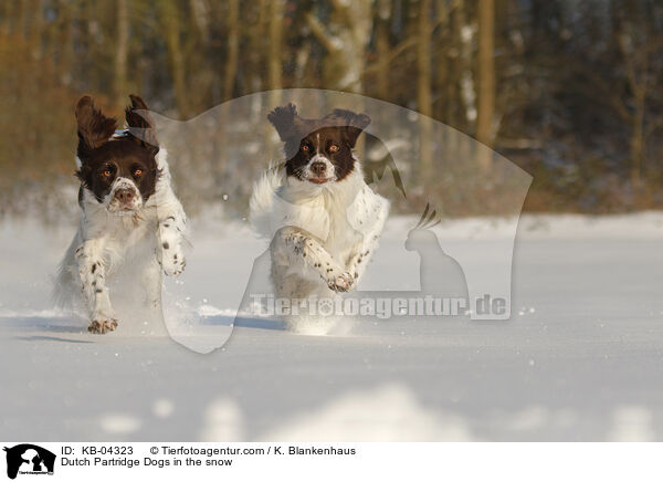 Dutch Partridge Dogs in the snow / KB-04323